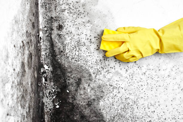 Best Mold Damage Repair  in Los Angeles, CA
