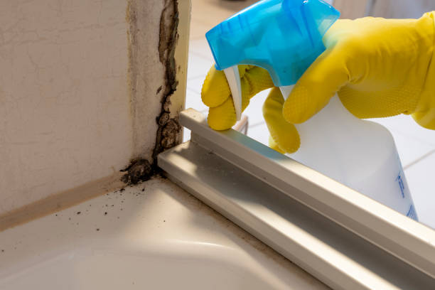 Best Mold Cleaning Services  in Los Angeles, CA