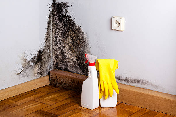Trusted Los Angeles, CA Mold Removal Experts