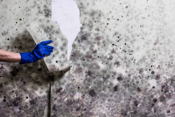 Mold Removal Process in Los Angeles, CA