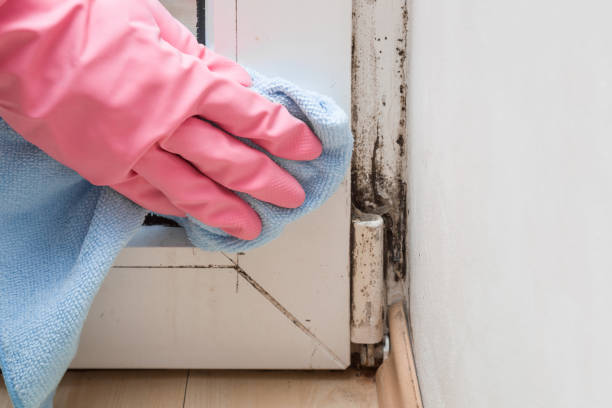 Best Certified Mold Removal  in Los Angeles, CA