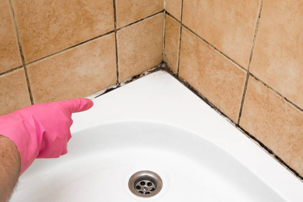 Best Toxic Mold Removal  in Los Angeles, CA